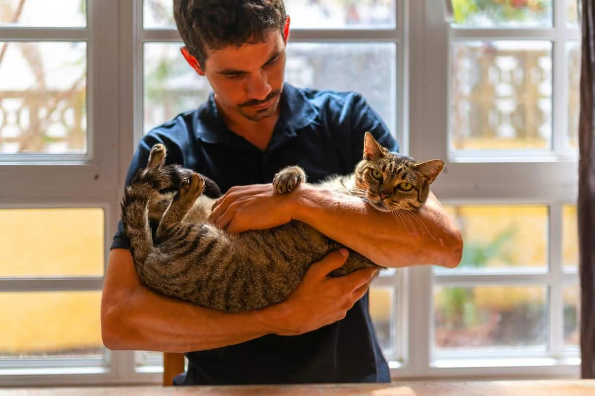 Katternas minnesförmåga — mer än bara myter