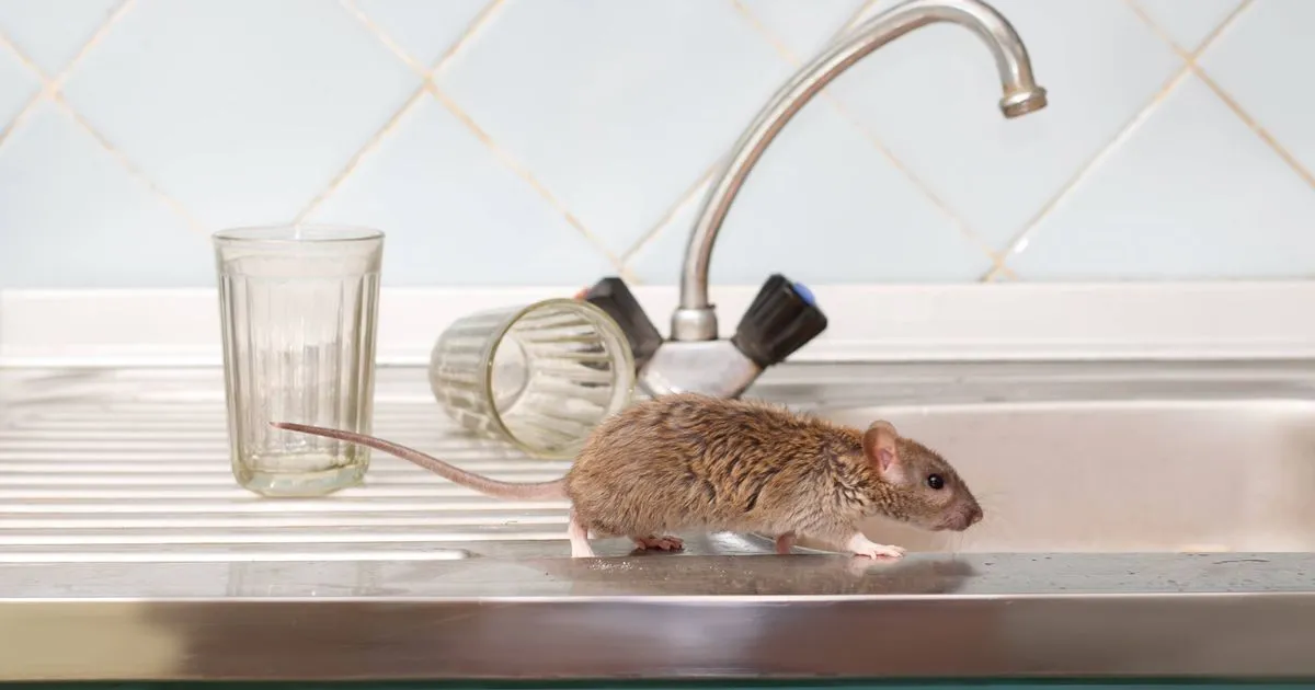 En enkel daglig rutin för att hålla råttor och möss borta från hemmet